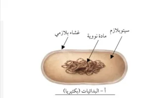 رسومات الاختبار القصير أحياء