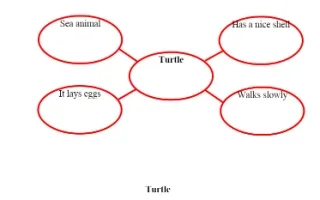 تقرير Turtle لغة إنجليزية