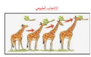 تقرير علوم الانتخاب الطبيعي2