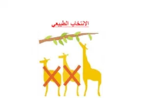 تقرير علوم الانتخاب الطبيعي1
